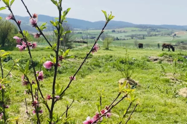 5D93F0DE-3977-40D0-B283-7788B6EACB68_1_105_c